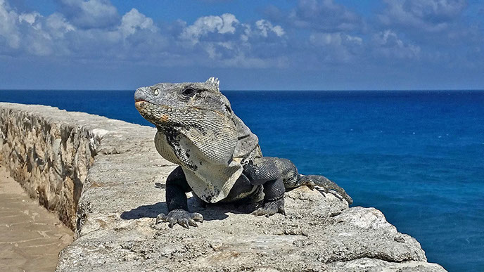 Isla Mujeres vacation rentals,&nbsp; sailfish condo #402 iguana mascot, copyright Jason Steele